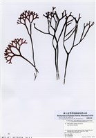 藏品(琴柱角叉菜)的圖片